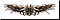 Das Amulett des schnellen Todes